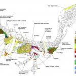 Mappa dei tessuti ottenuta combinando osservazioni al microscopio ottico in luce ultravioletta
